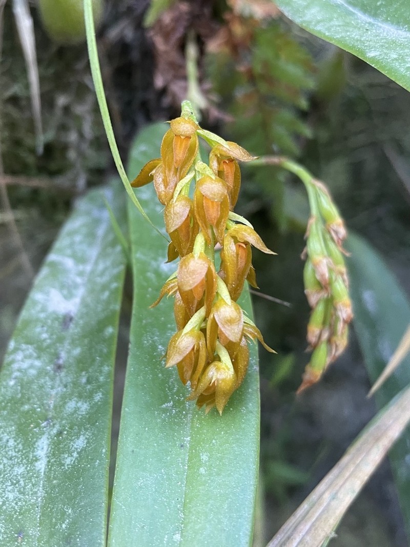 Bulbophyllum cupreum photo 4