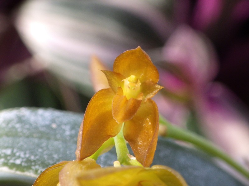 Bulbophyllum cupreum photo 6