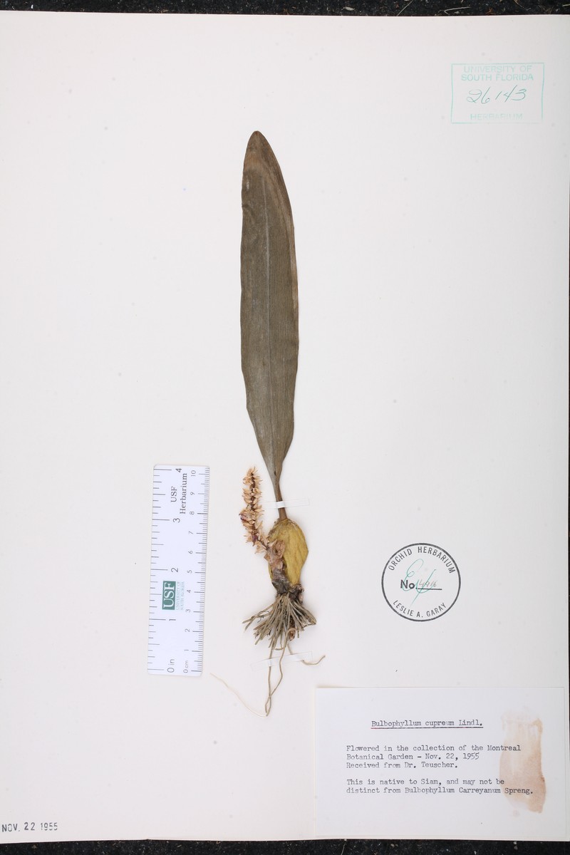 Bulbophyllum cupreum photo 7