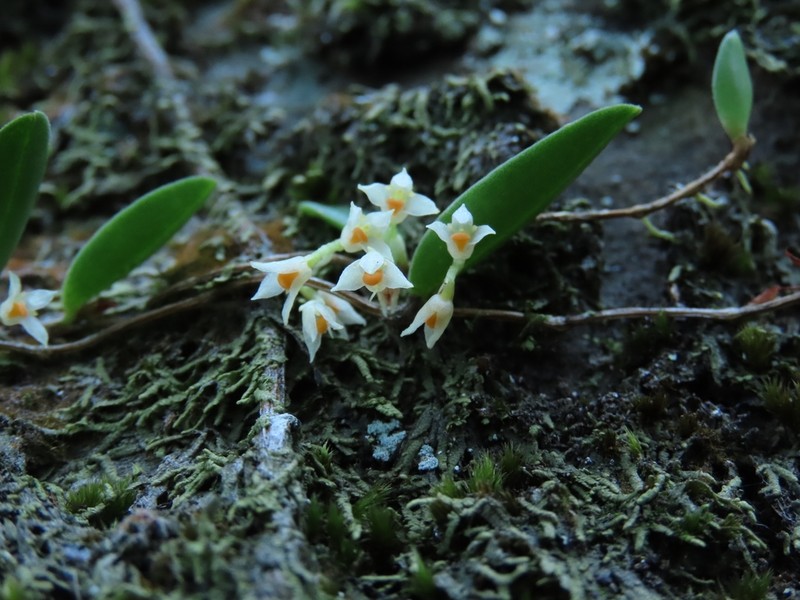 Bulbophyllum curranii photo 2