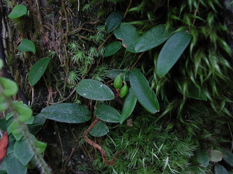 Bulbophyllum curranii photo 3