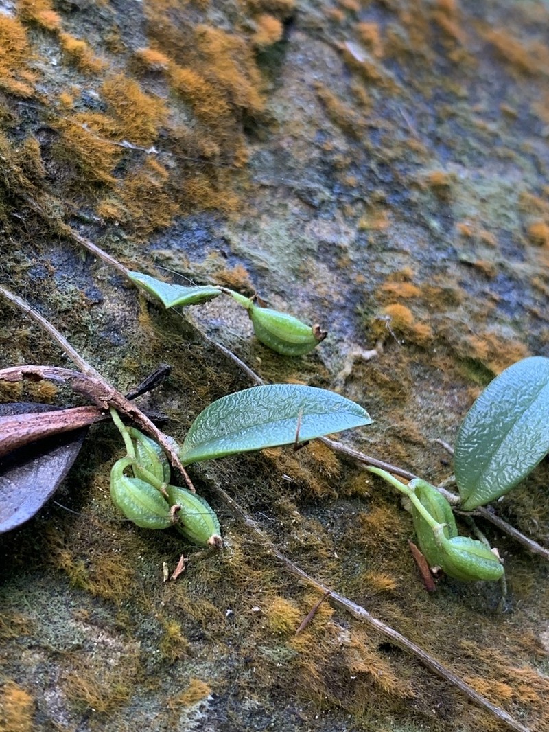 Bulbophyllum curranii photo 4