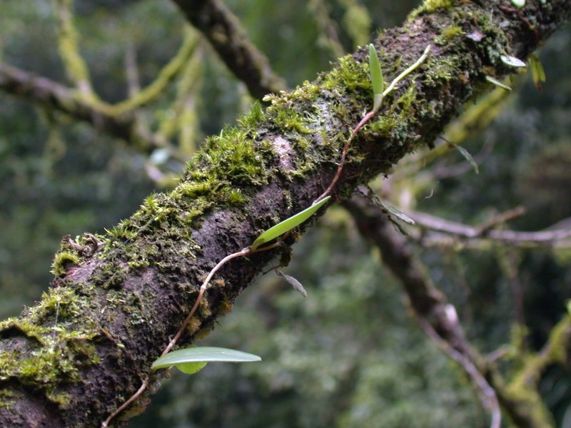 Bulbophyllum curranii photo 5