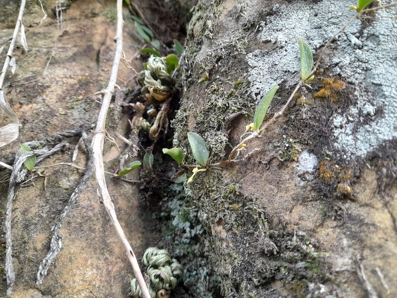 Bulbophyllum curranii photo 6
