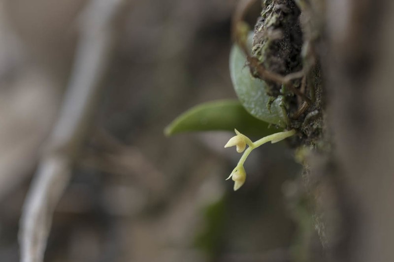 Bulbophyllum curranii photo 7