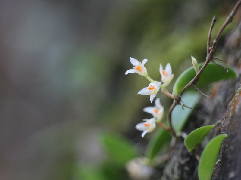 Bulbophyllum curranii photo 8