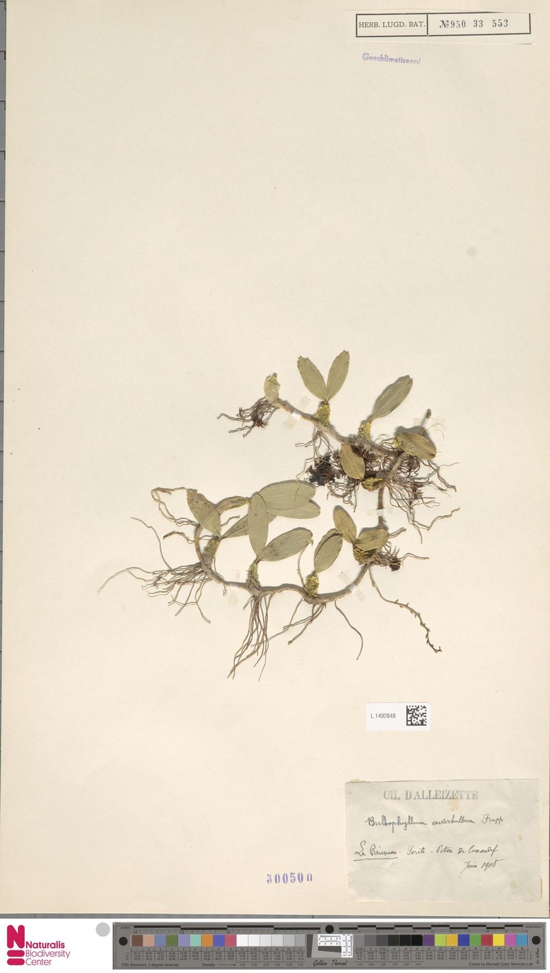 Bulbophyllum curvibulbum