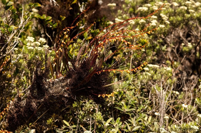 Bulbophyllum curvifolium