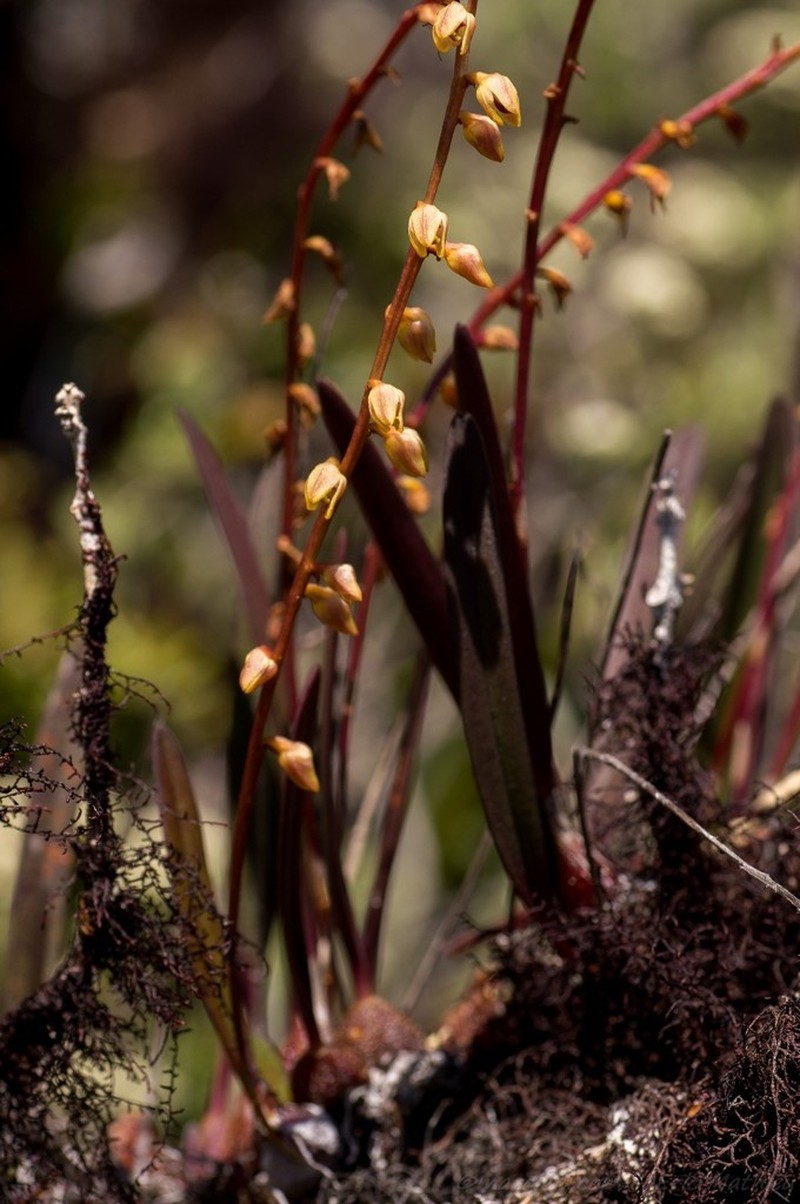 Bulbophyllum curvifolium photo 2