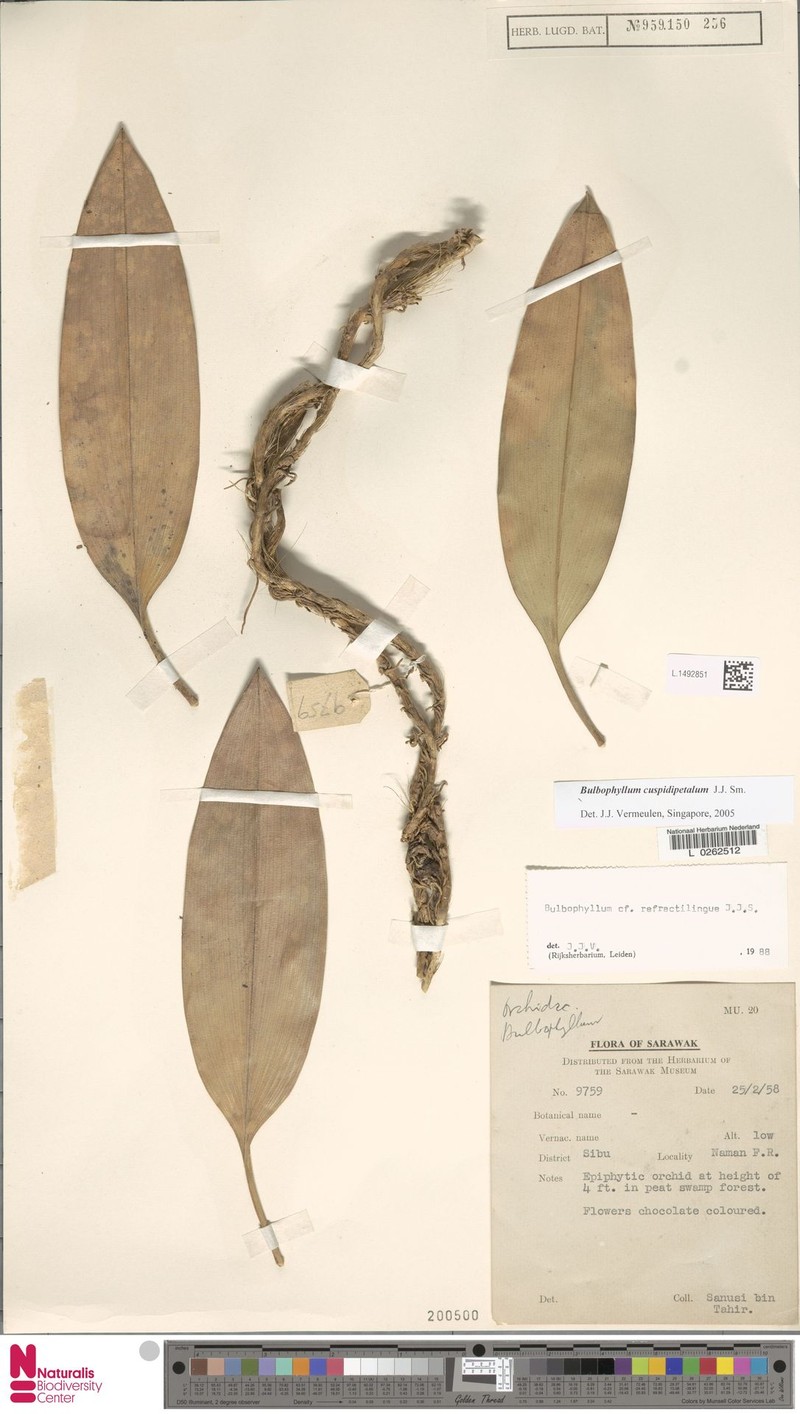 Bulbophyllum cuspidipetalum