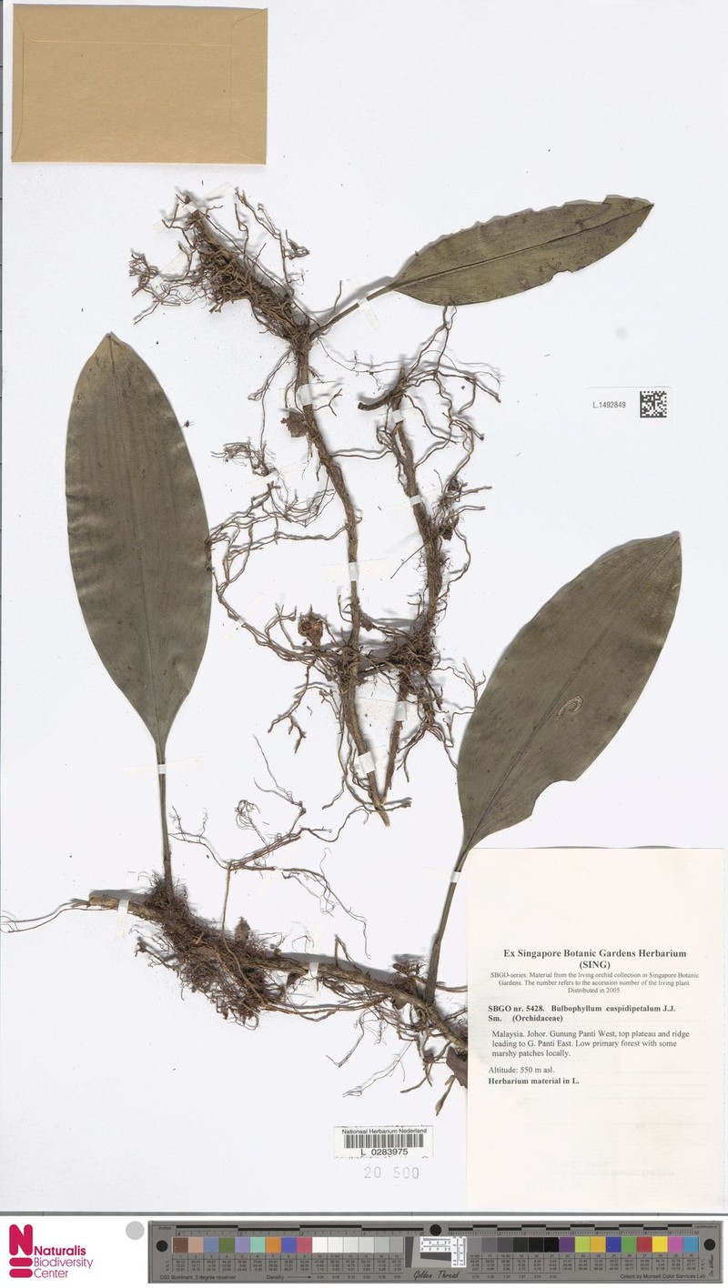 Bulbophyllum cuspidipetalum photo 2