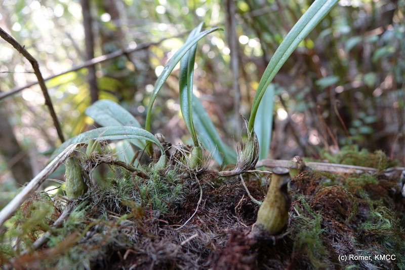 Bulbophyllum cyclanthum photo 2