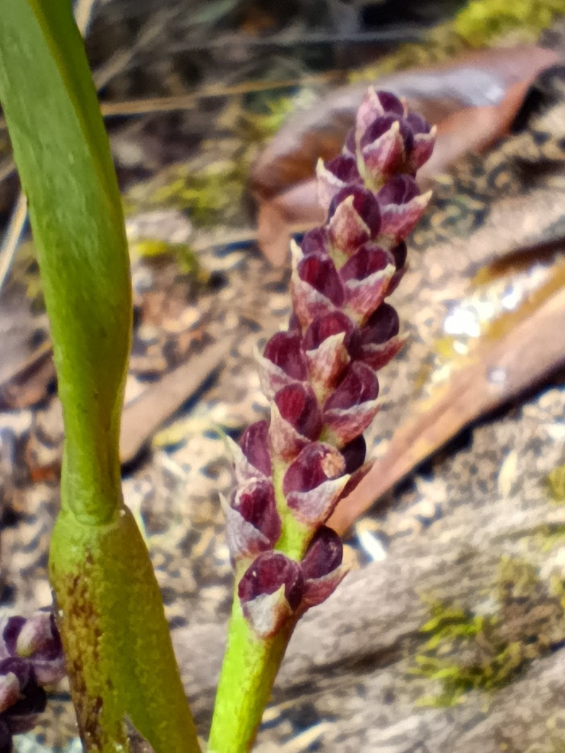 Bulbophyllum cyclanthum photo 3