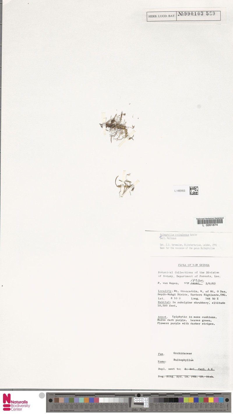 Bulbophyllum cycloglossum