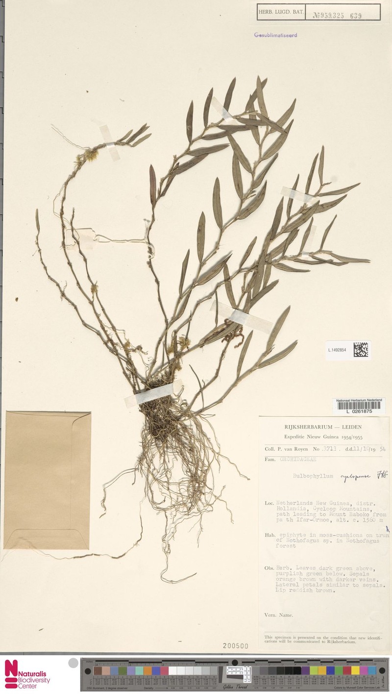Bulbophyllum cyclopense