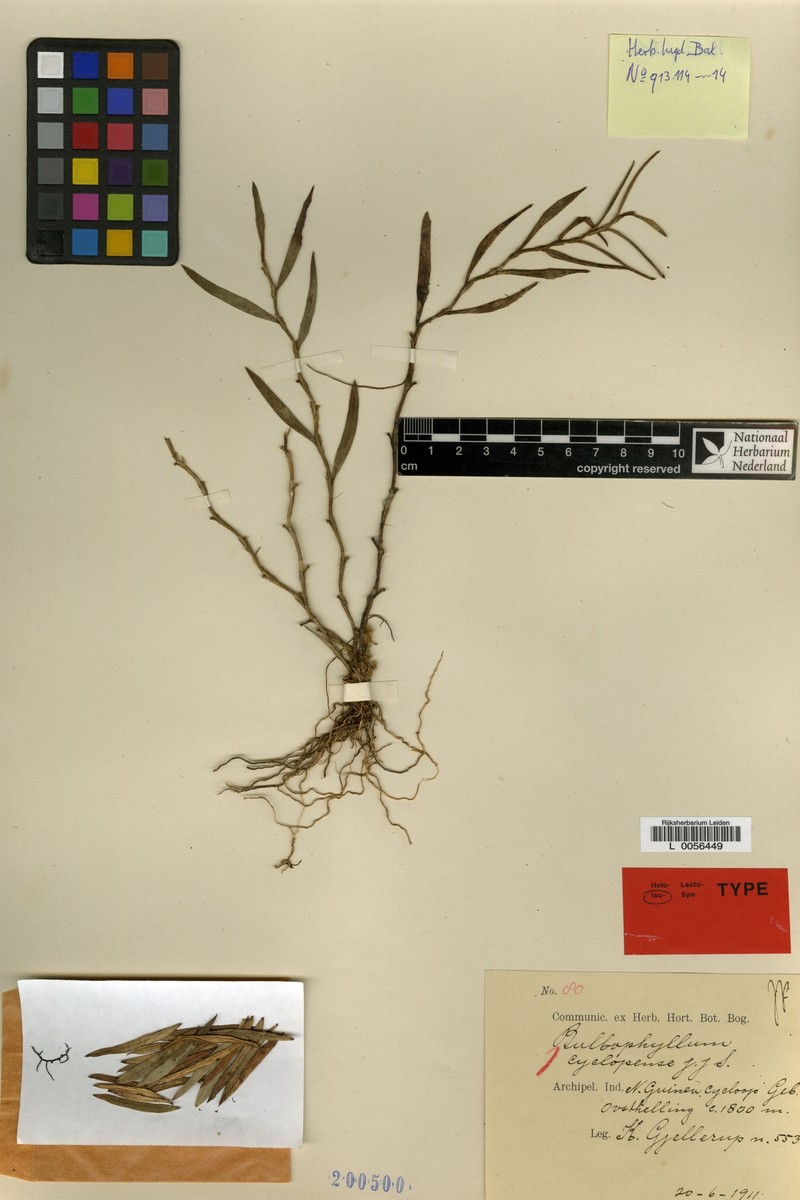 Bulbophyllum cyclopense photo 2