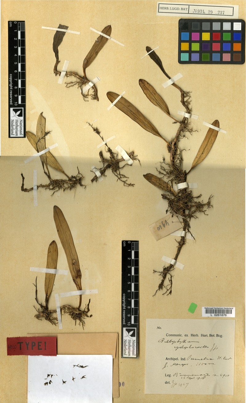 Bulbophyllum cyclophoroides