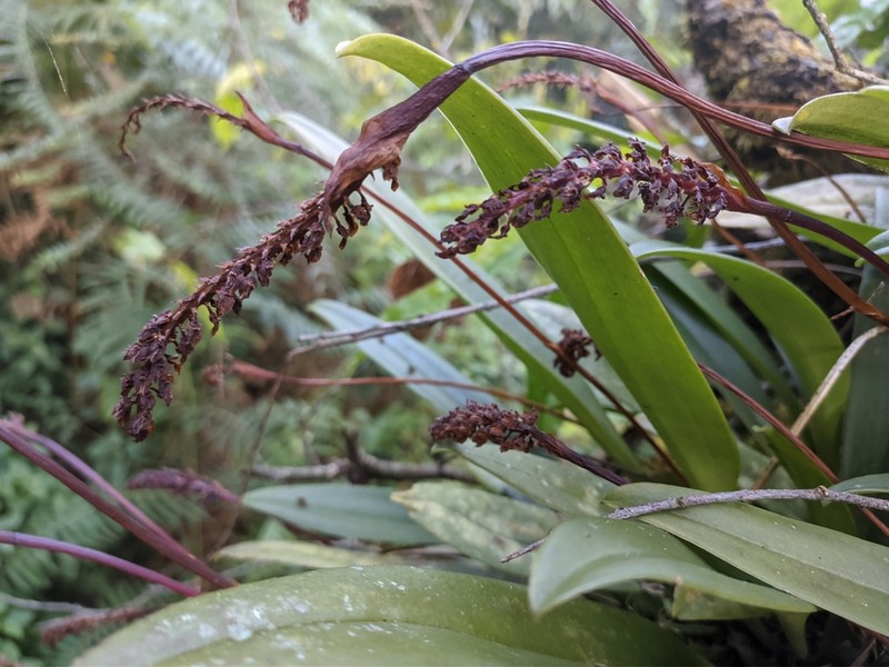 Bulbophyllum cylindraceum