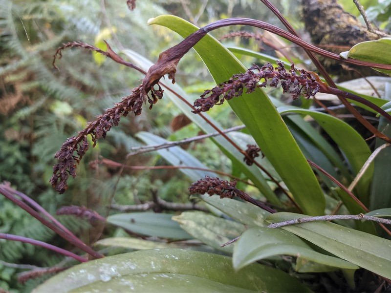 Bulbophyllum cylindraceum photo 3