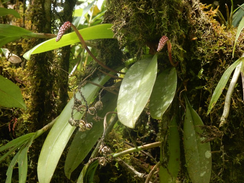 Bulbophyllum cylindraceum photo 4