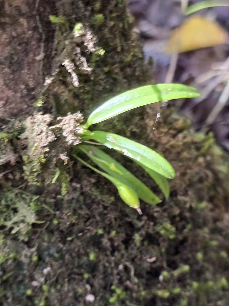 Bulbophyllum cylindrobulbum