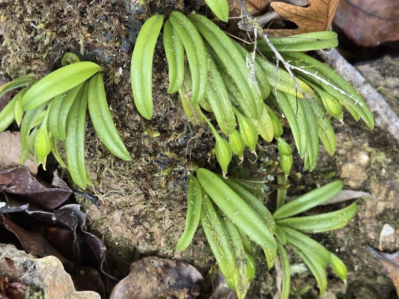 Bulbophyllum cylindrobulbum photo 2