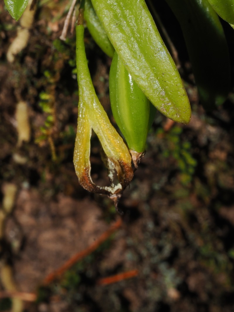 Bulbophyllum cylindrobulbum photo 3