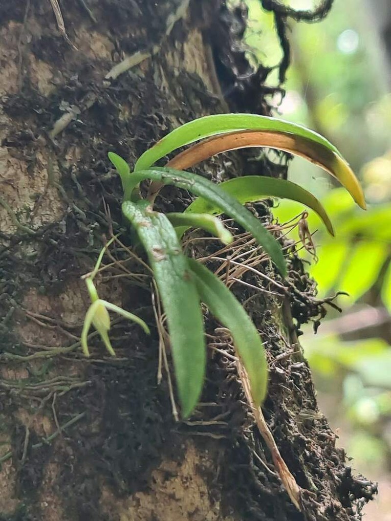 Bulbophyllum cylindrobulbum photo 4