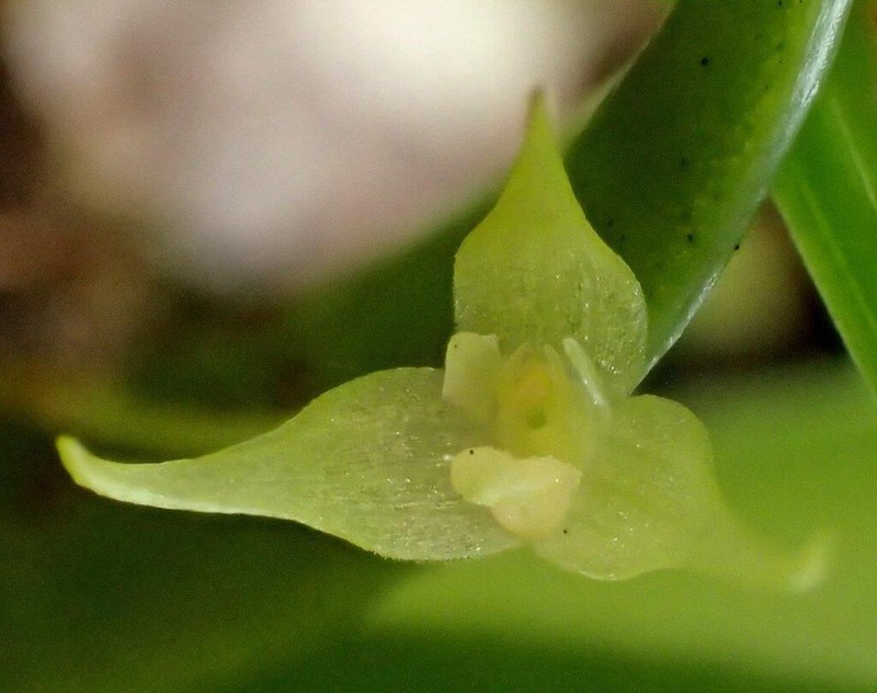 Bulbophyllum cylindrobulbum photo 5