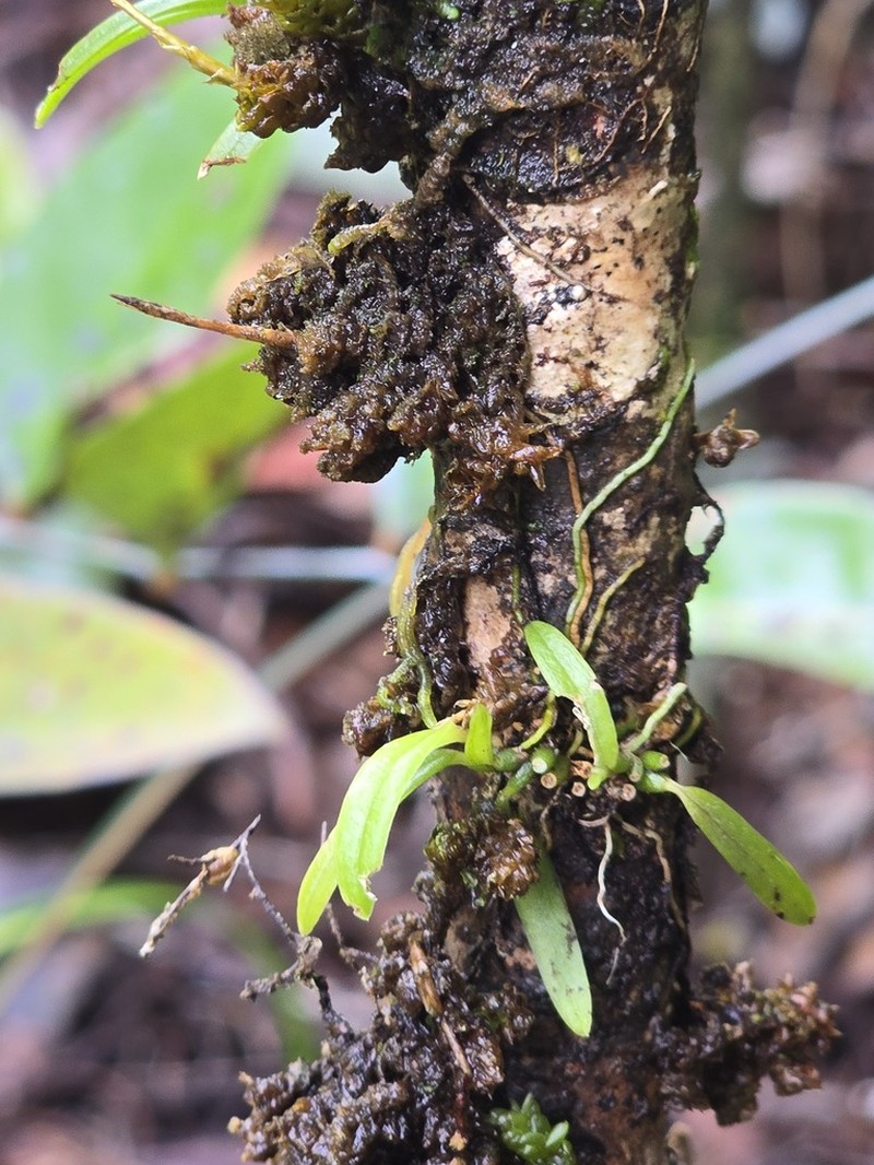 Bulbophyllum cylindrobulbum photo 6