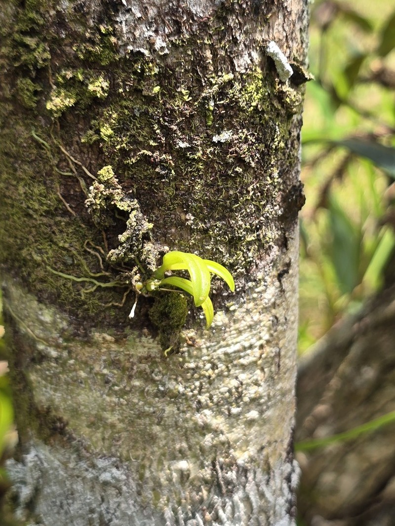 Bulbophyllum cylindrobulbum photo 7