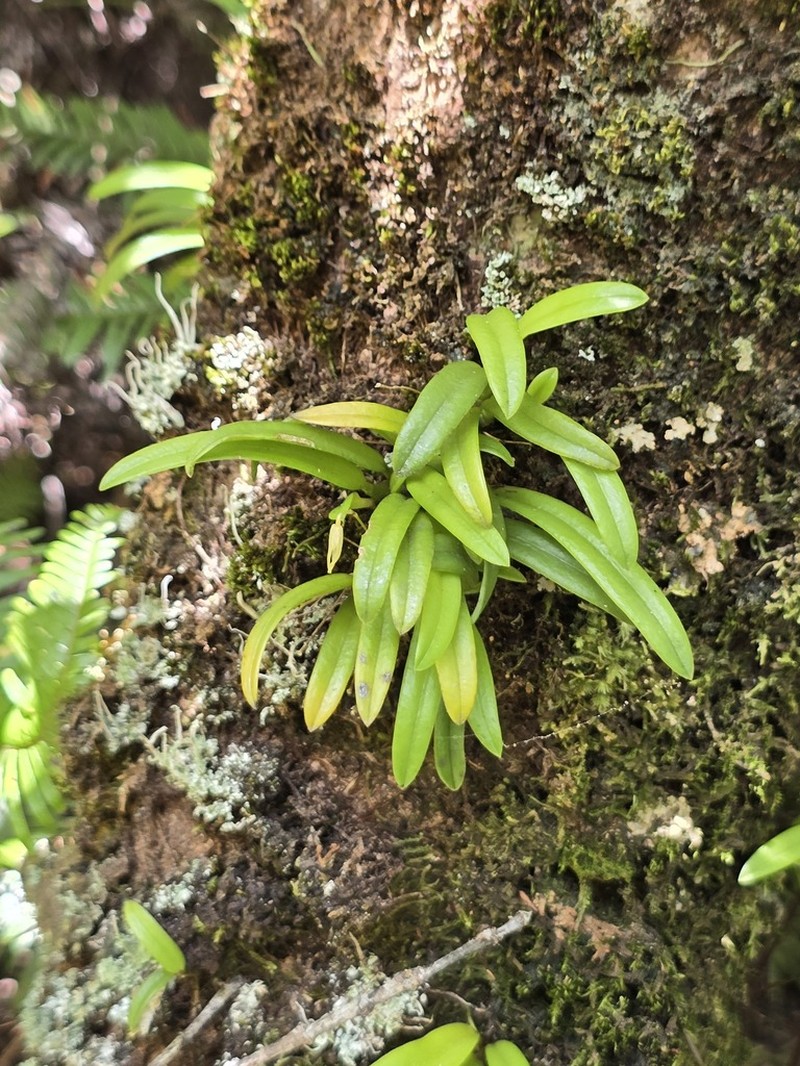 Bulbophyllum cylindrobulbum photo 8