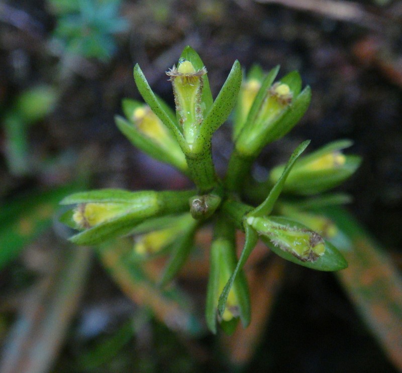 Bulbophyllum cylindrocarpum
