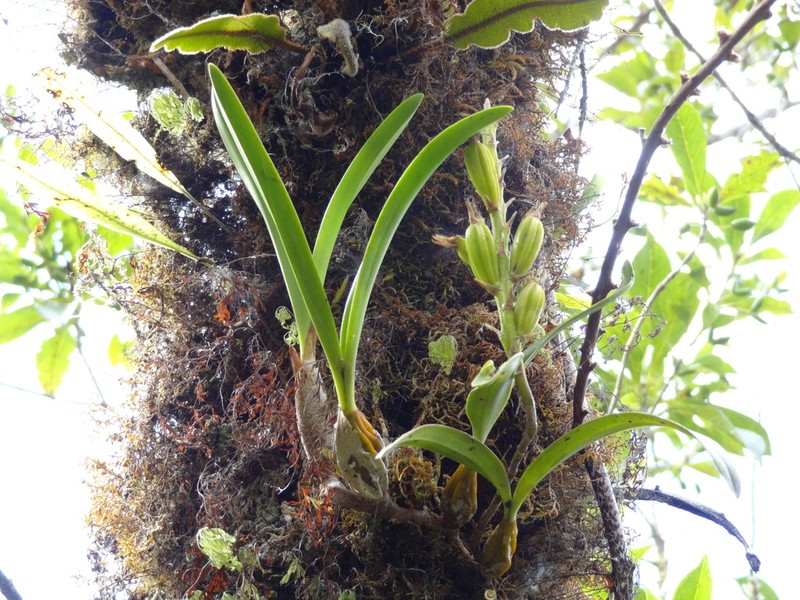 Bulbophyllum cylindrocarpum photo 2