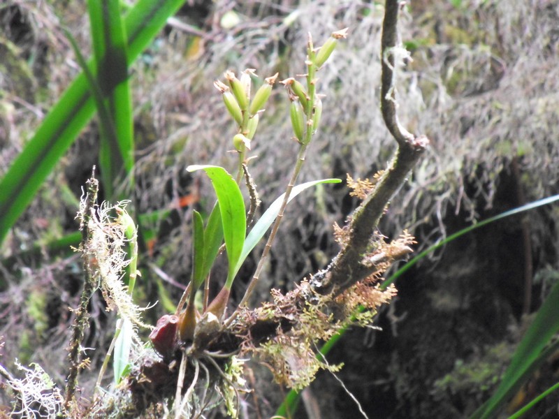 Bulbophyllum cylindrocarpum photo 3