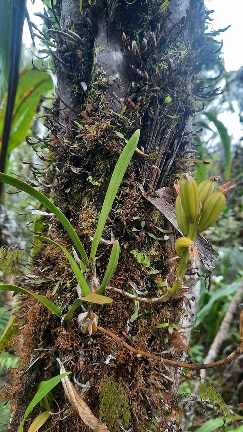 Bulbophyllum cylindrocarpum photo 4