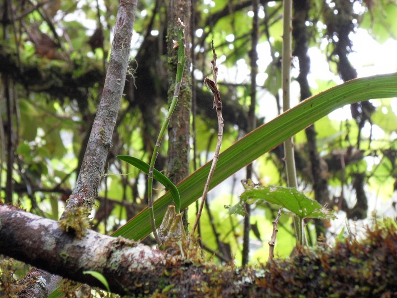 Bulbophyllum cylindrocarpum photo 6