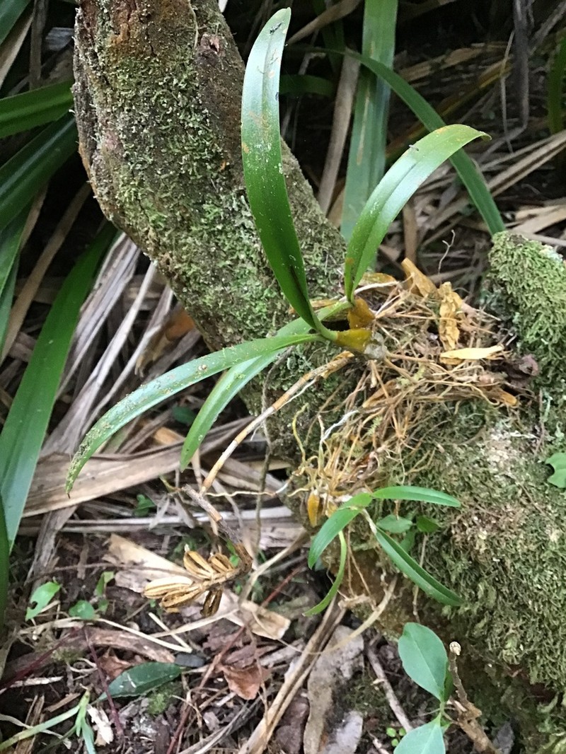 Bulbophyllum cylindrocarpum photo 7