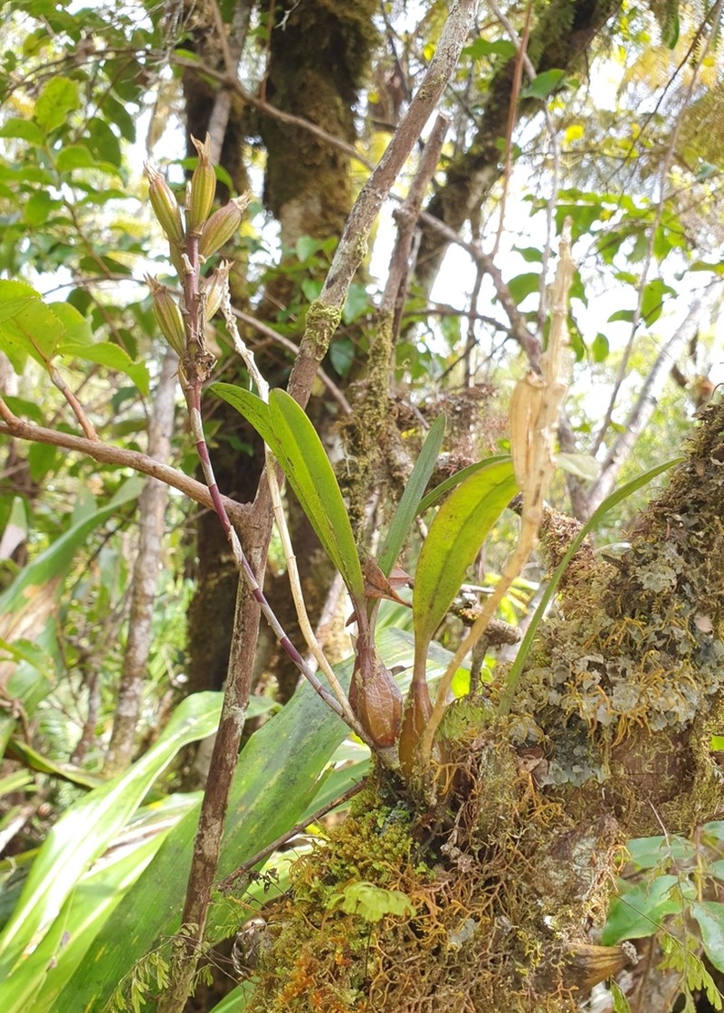 Bulbophyllum cylindrocarpum photo 8