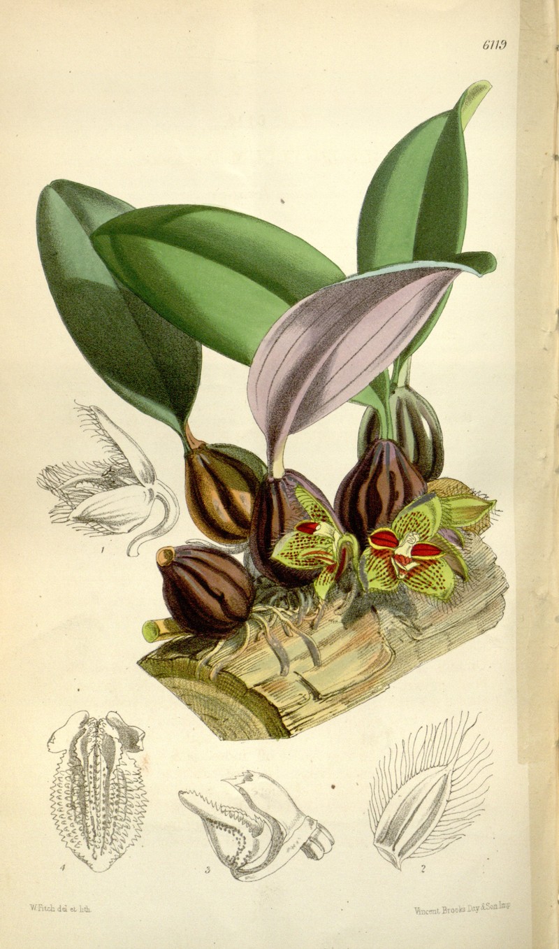 Bulbophyllum dayanum