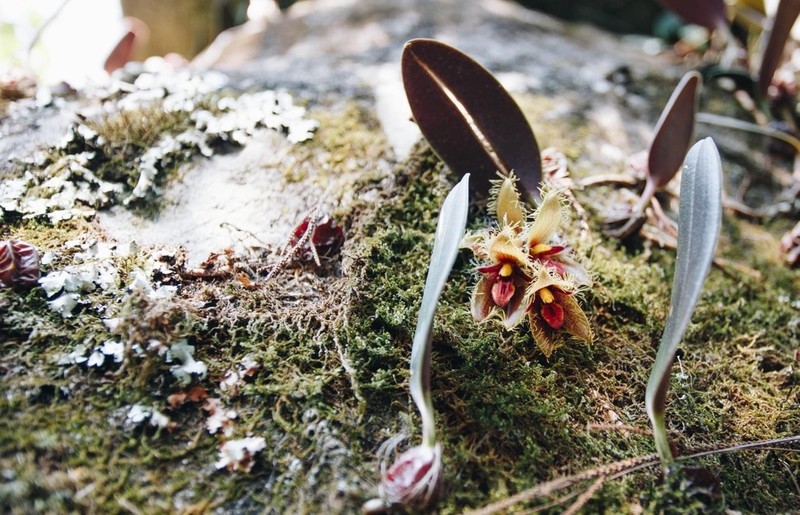 Bulbophyllum dayanum photo 2