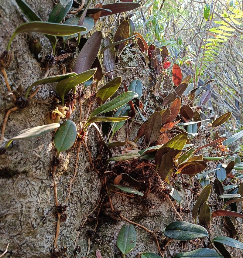Bulbophyllum dayanum photo 3