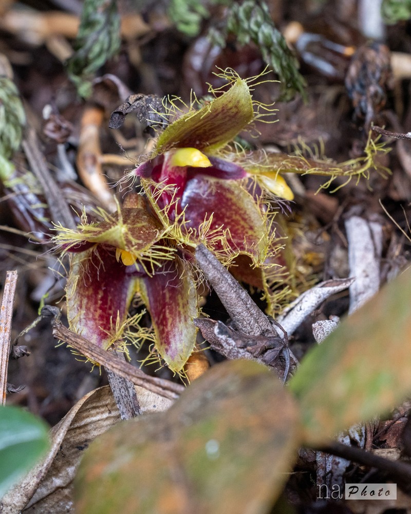 Bulbophyllum dayanum photo 4