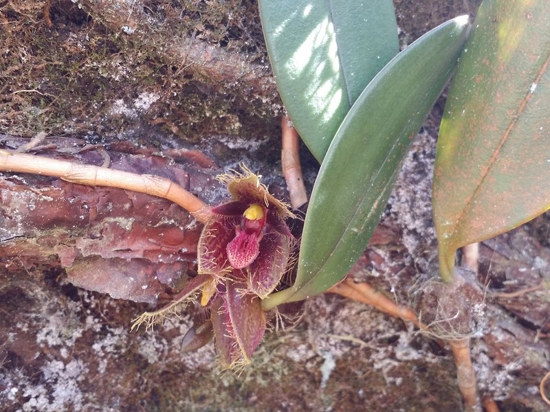 Bulbophyllum dayanum photo 5