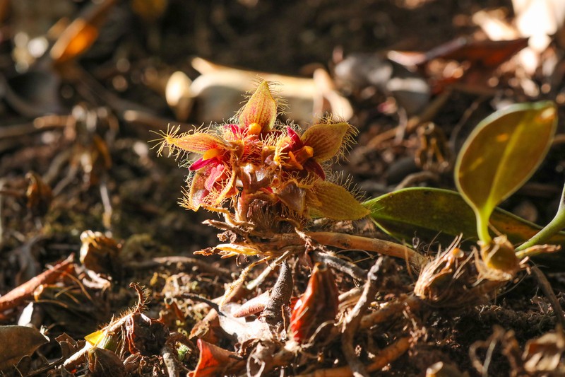 Bulbophyllum dayanum photo 6
