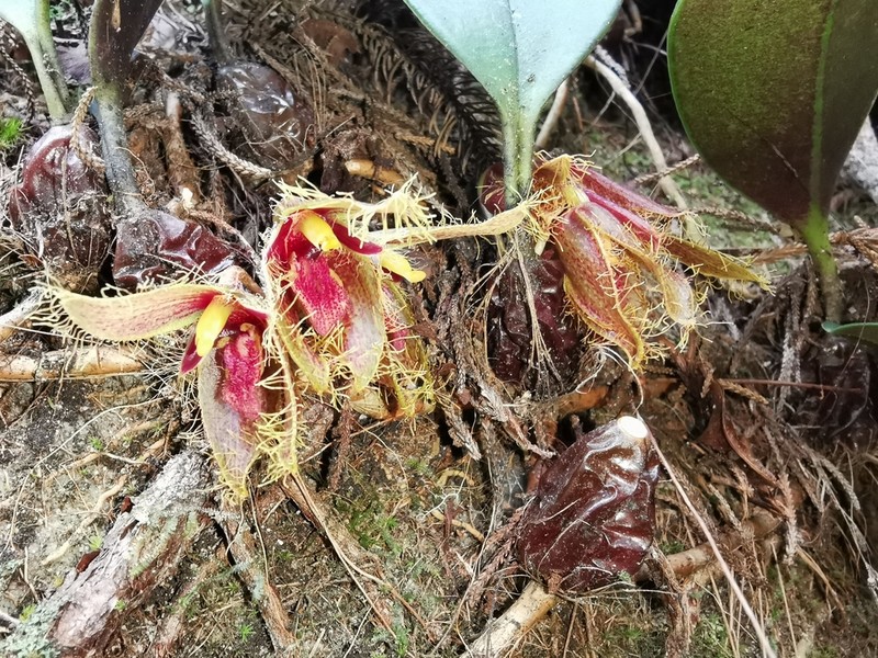 Bulbophyllum dayanum photo 7