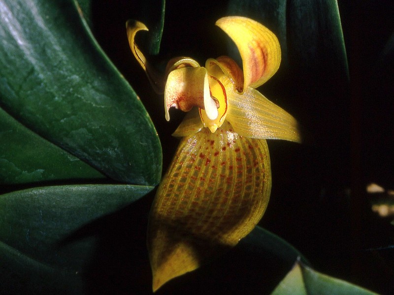 Bulbophyllum dearei