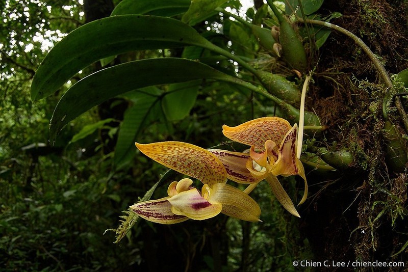 Bulbophyllum dearei photo 2