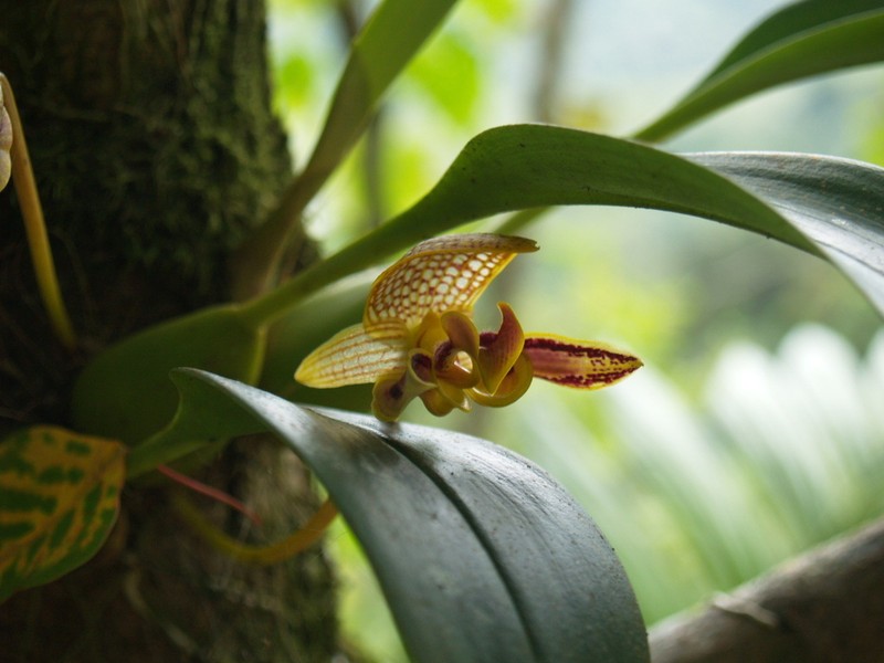 Bulbophyllum dearei photo 3
