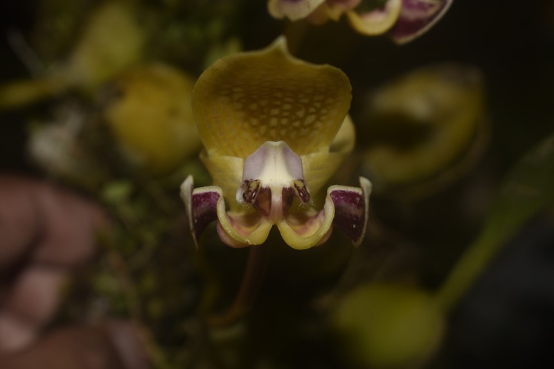 Bulbophyllum dearei photo 6